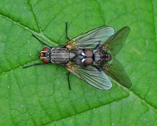 Réf. 353 259 : Botanophila fugax